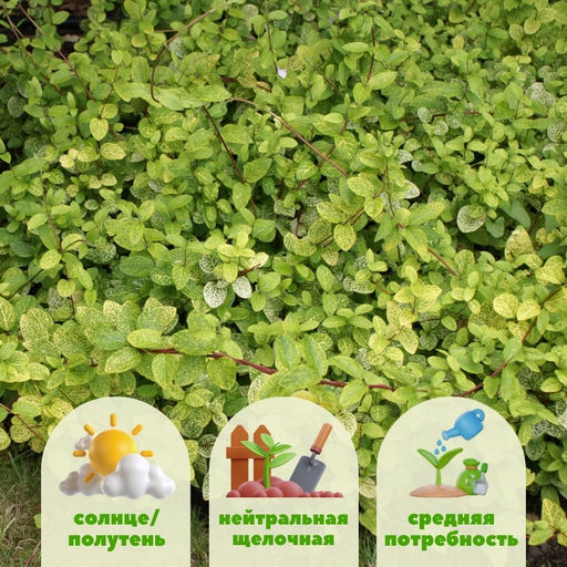 Жимолость японская Ауреоретикулата - Долина роз фото 3