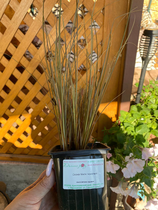 Осока Милк Чоколейт