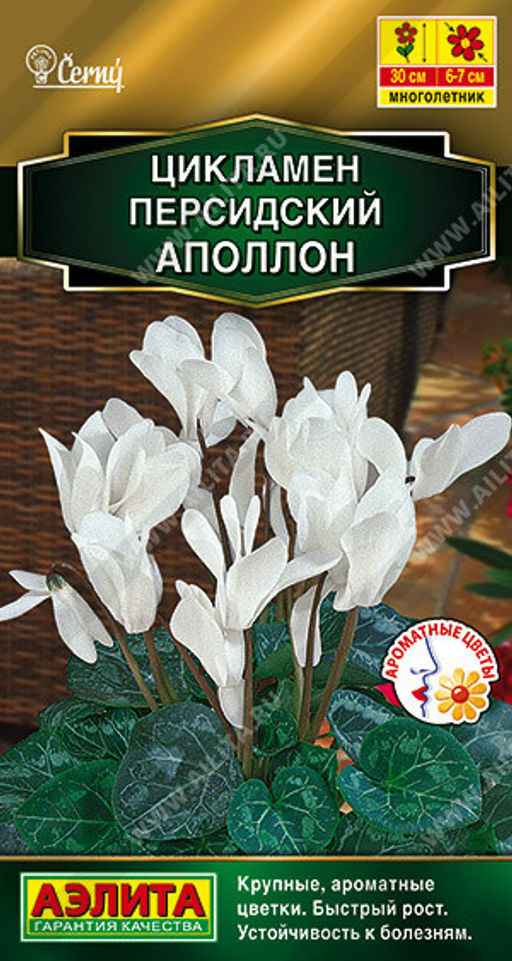 1870A Цикламен персидский Аполлон 3шт