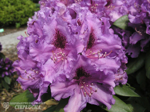 Рододендрон Азурро (Azurro) - Долина роз фото 3