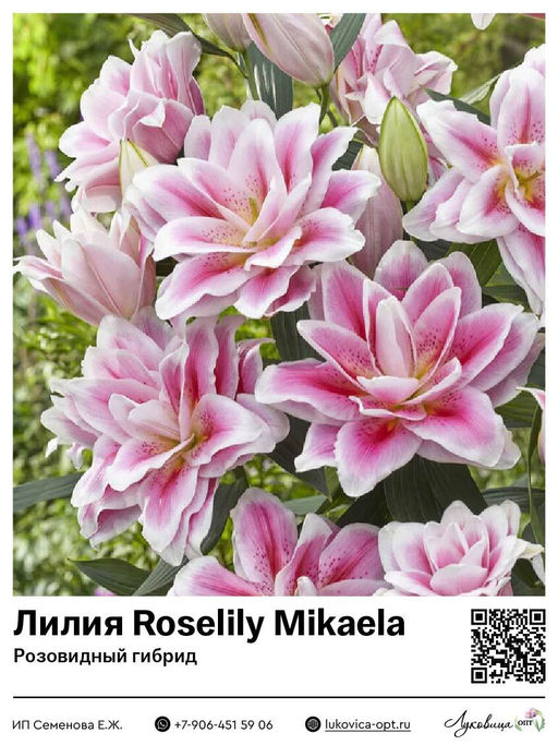 Лилия Roselily Mikaela (Розовидный гибрид)