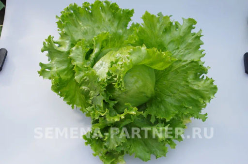 Салат кочанный Тарзан - Партнер фото 5