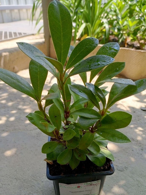 Рододендрон Хоппи