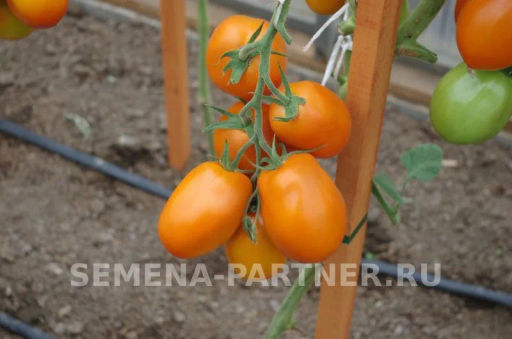 Томат Оранжевый Папа - Партнер фото 3