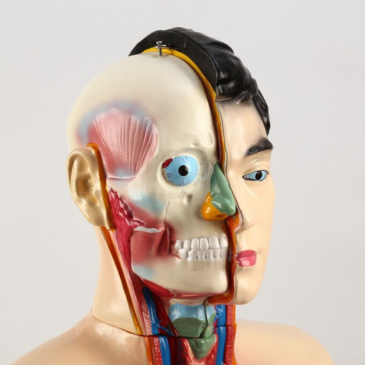 Анатомическая модель «Макет торса человека», 80 см