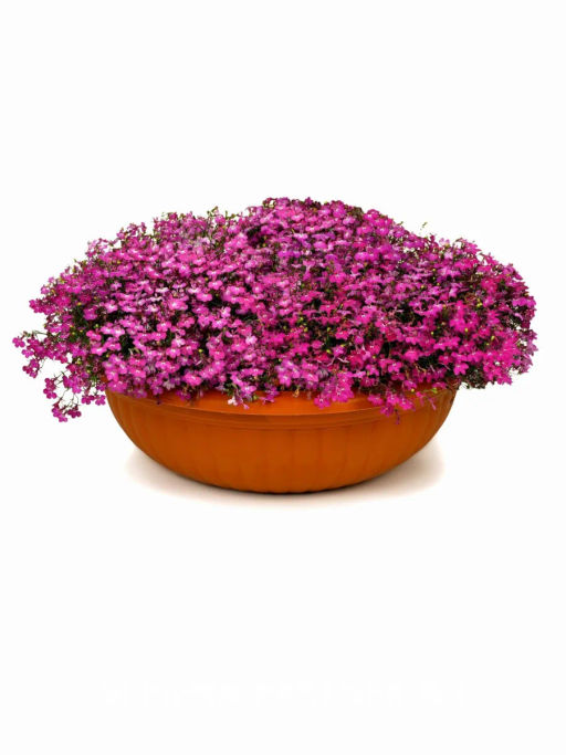 Лобелия каскадная Ривьера Роуз - Партнер фото 5