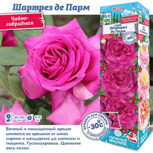 Роза Шартрез де Парм (Чайно-гибридная) 1шт