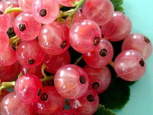 Смородина белая, розовая (сорт пишите в комментарии), 10-20см