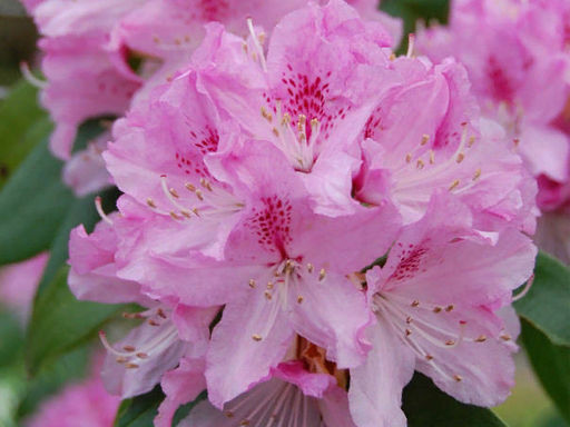 Рододендрон Cheer (Чир) - Долина роз фото 2