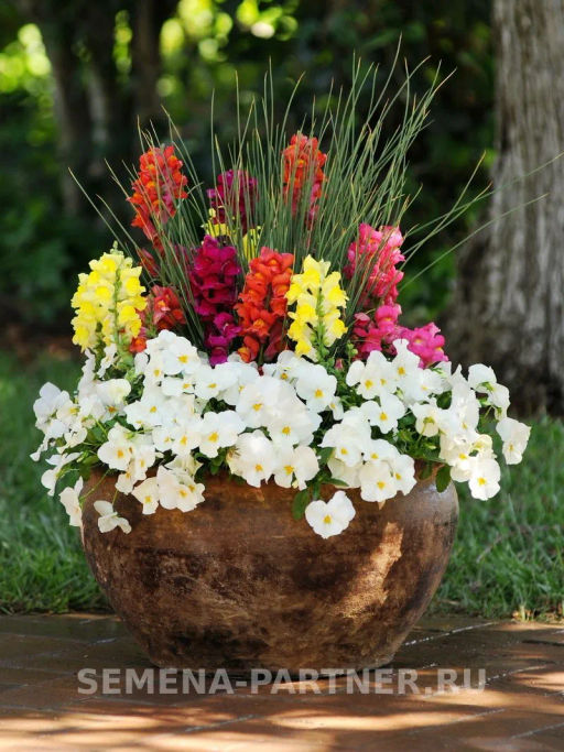 Виола ампельная Кул Вэйв Уайт - Партнер фото 5