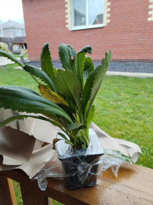 Ромашка садовая