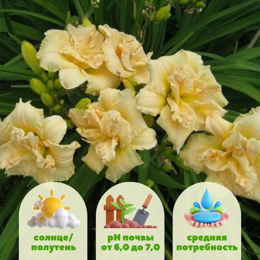 Лилейник Боул Оф Крим - Долина роз фото 2