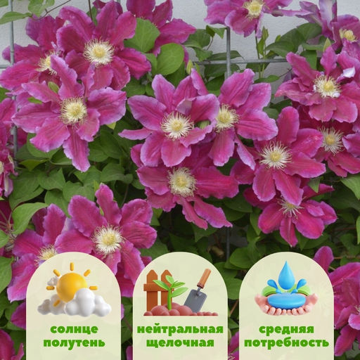 Клематис Ханиа - Долина роз фото 2