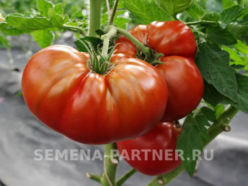 Томат Тасманский Шоколад - Партнер фото 4