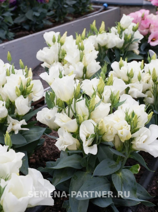 Эустома карликовая айвори Мисс Эбони Бьютти - Партнер фото 6