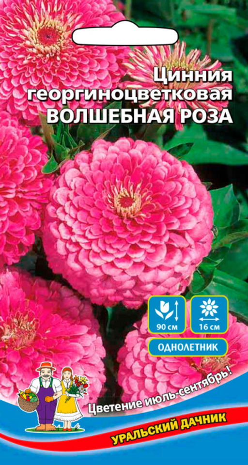 Цинния ВОЛШЕБНАЯ РОЗА