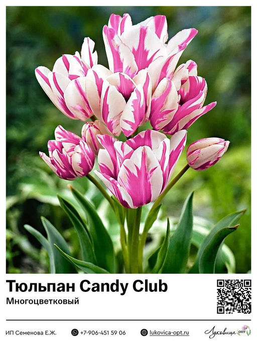 Тюльпан Candy Club (Многоцветковый)