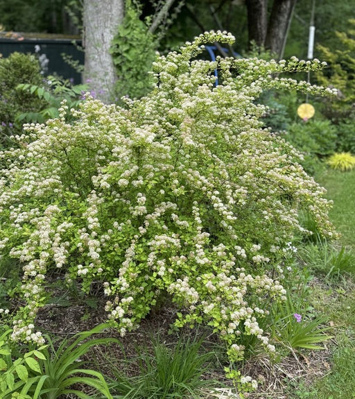 Пузыреплодник калинолистный Raspberry Lemonade (Распберри Лемонад) - Голландские луковицы фото 2