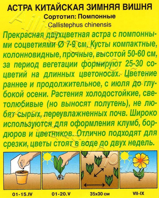 Астра Зимняя вишня помпонная 0,2г (Аэлита)