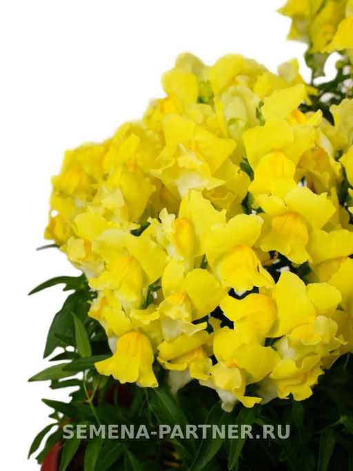 Львиный Зев низкорослый крупноцветковый Гранд Аморе Умберто - Партнер фото 4