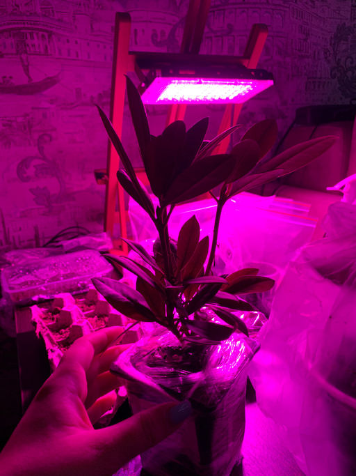 Рододендрон Каролина Альбрук