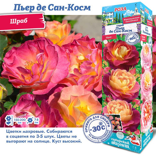 Роза Пьер де Сан-Косм (Шраб) 1шт