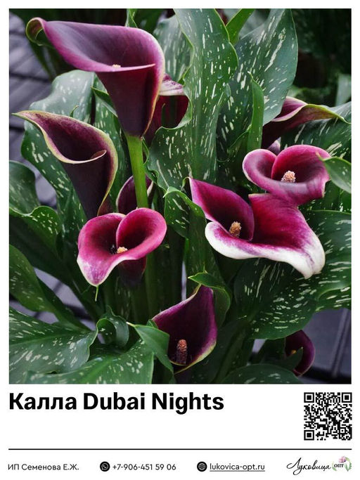 Калла Dubai Nights