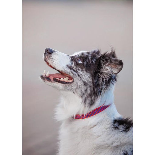 Ошейник рифленый, 40 х 1,5 см, красно-синий - Пижон фото 4