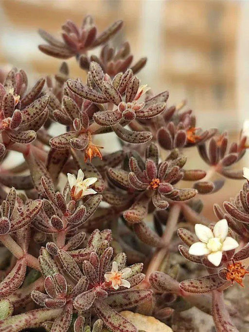 Крассула Гумберта