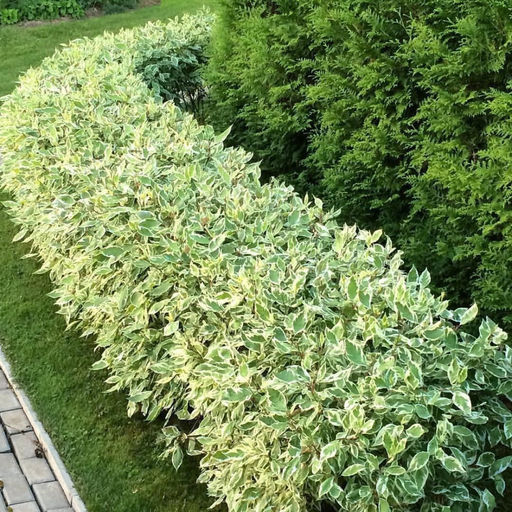 дерен пестролистный 10-15см - 1000корней фото 2