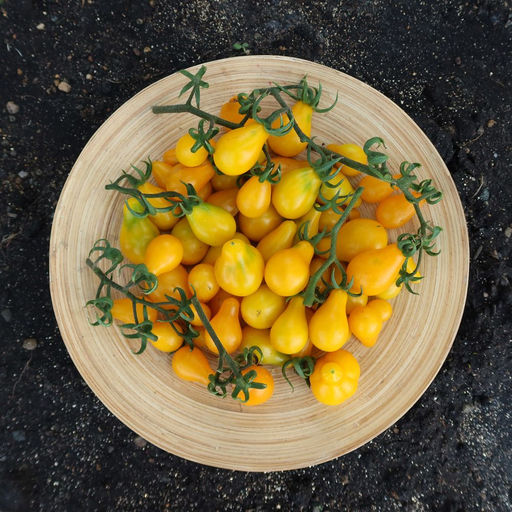 Томат МЕДОВЫЙ КАСКАД Необычайно вкусен! Мякоть тает во рту как мёд! - Уральский дачник фото 2