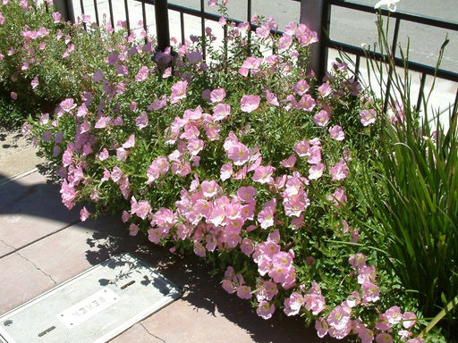 Энотера розова - Долина роз фото 3