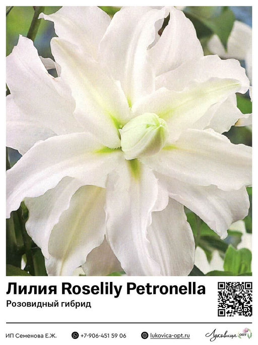 Лилия Roselily Petronella (Розовидный гибрид)