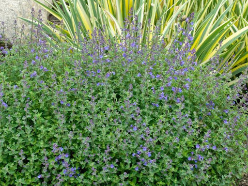 Котовник Фассена Кит Кэт