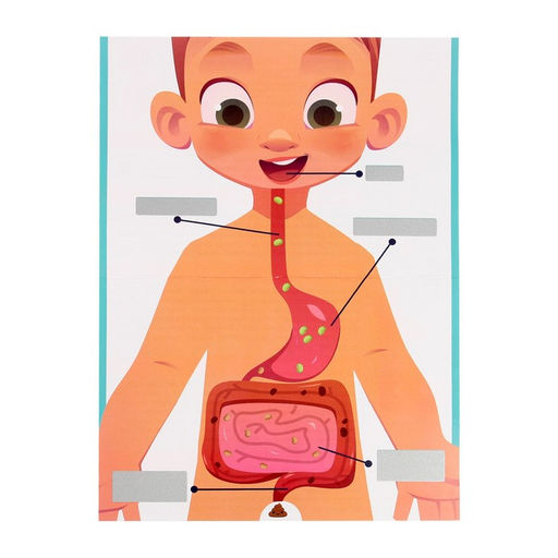 Набор для опытов Как я ем? - Эврики фото 2