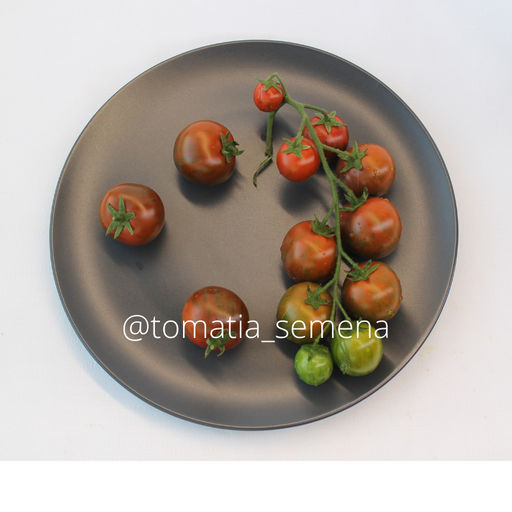 Куро Суджи - Tomatia фото 2