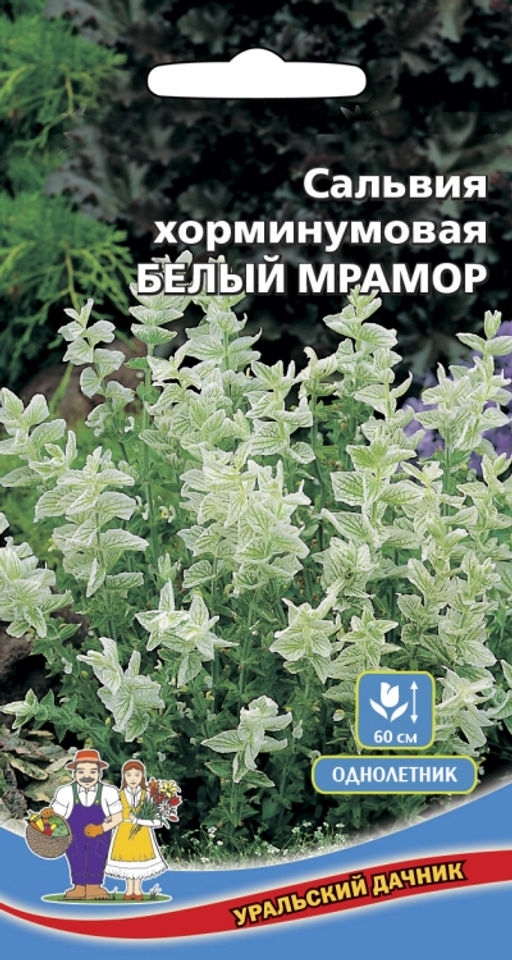 Сальвия хорминумовая БЕЛЫЙ МРАМОР