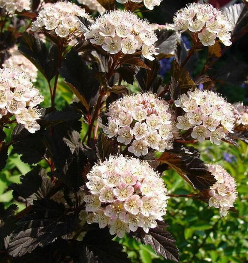 Пузыреплодник калинолистный Саммер Вайн С3