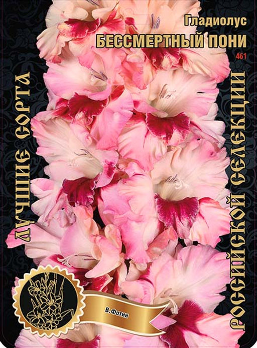 Гладиолус Бессмертный Пони 461,Фотин 1 р-р 7шт (Ф)