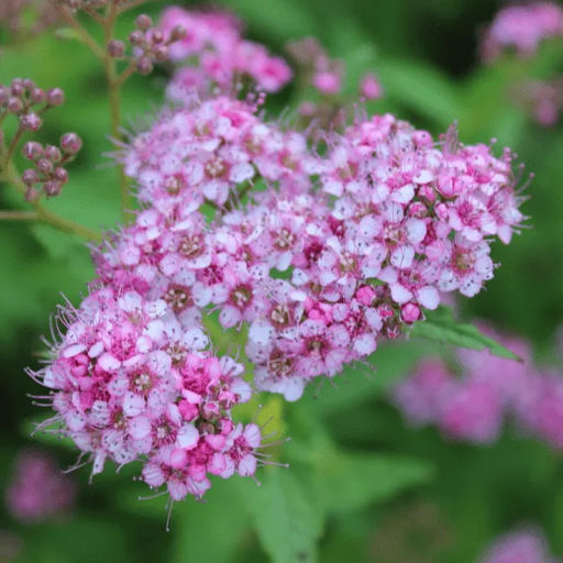 Спирея японская Nana - САДовник фото 2