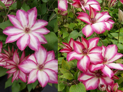 Клематис Пикоти - Долина роз фото 5