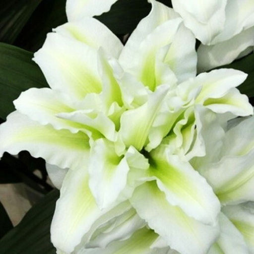 Лилия Roselily Aisha (Розовидный гибрид) - Голландские луковицы фото 2