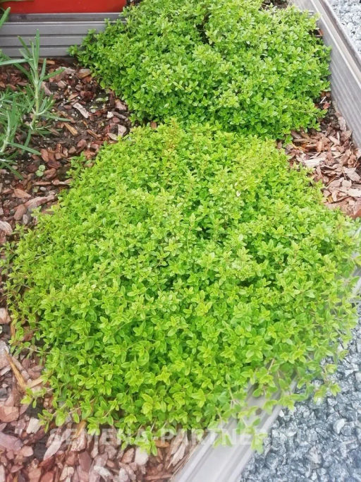 Тимьян Медок - Партнер фото 4