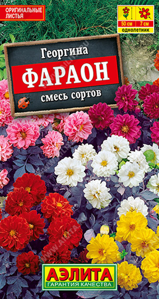 Георгина Фараон, смесь сортов (2028)