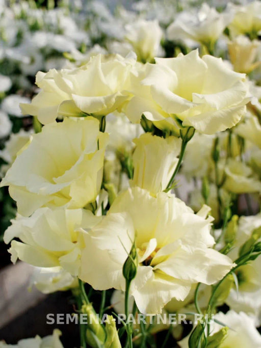 Эустома срезочная махровая желтая Мадам Ноулз - Партнер фото 5