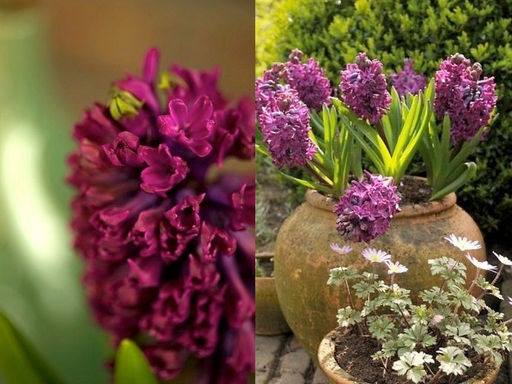 Гиацинт Woodstock (Вудсток)