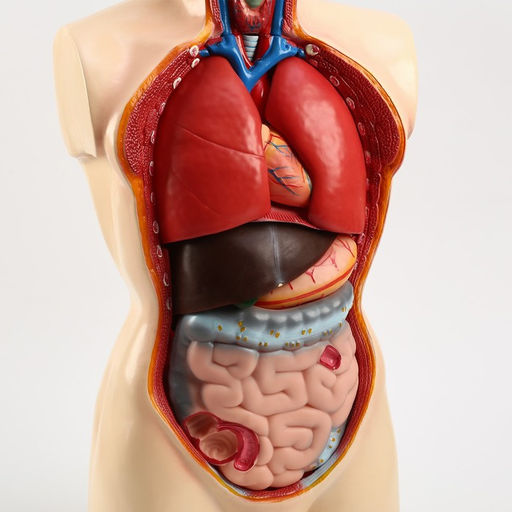 Анатомическая модель «Макет торса человека», 80 см