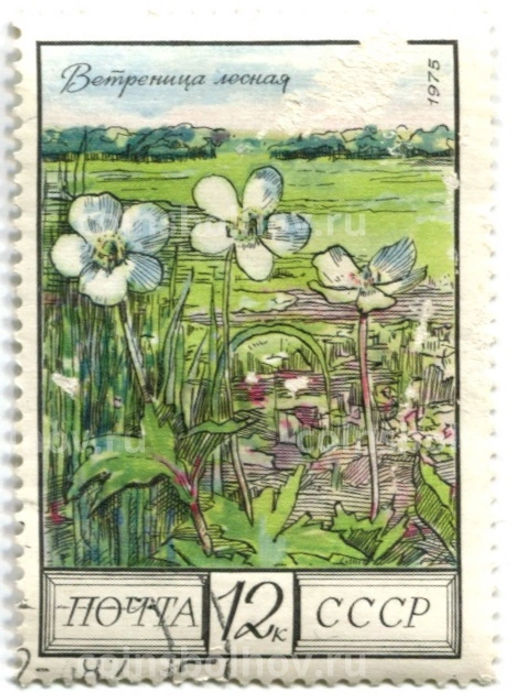Марка Ветреница лесная 1975 год