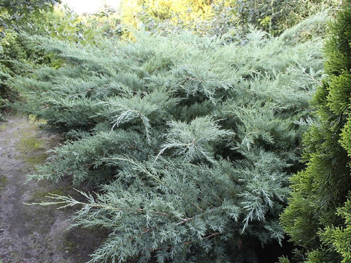 Можжевельник средний Пфитцериана Глаука - Долина роз фото 2