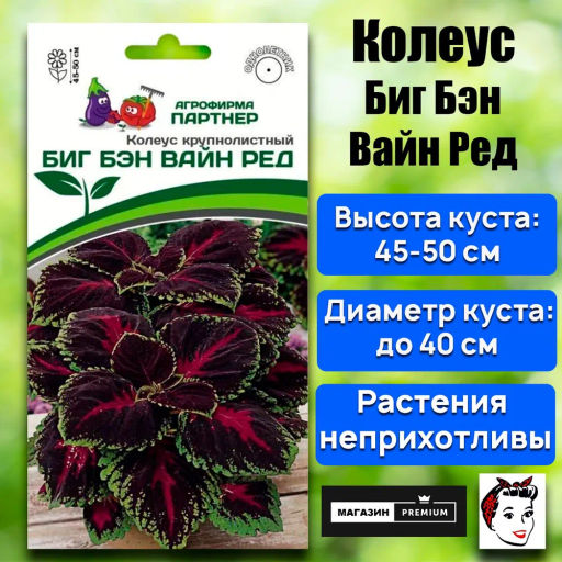 Колеус шлемниковидный крупнолистный Биг Бэн Вайн Ред - Партнер фото 2